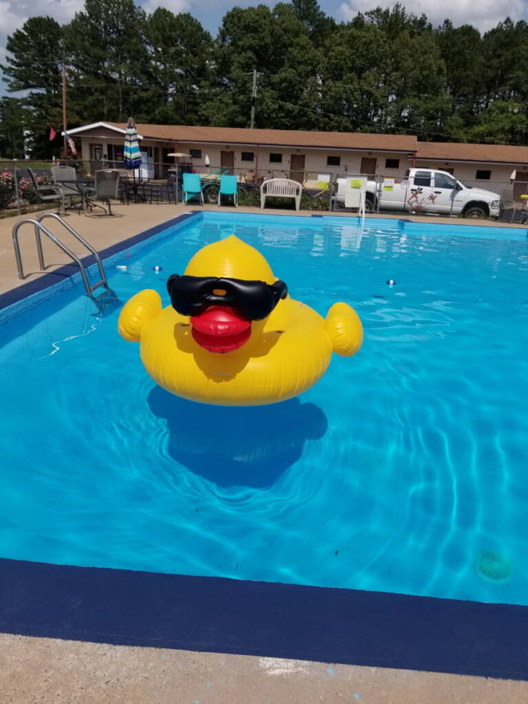 swimming pool duck